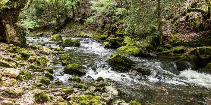 Bosque y cascada de Las Pisas