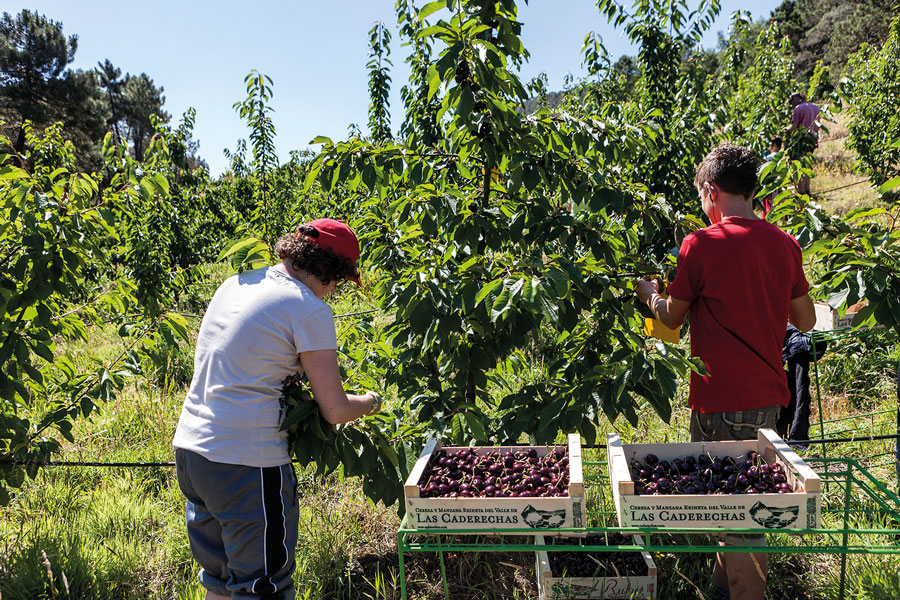 Cerezas de Caderechas, el sabor del verano