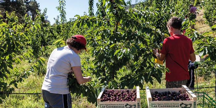 Cerezas de Caderechas, el sabor del verano