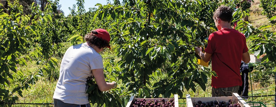 Cerezas de Caderechas, el sabor del verano