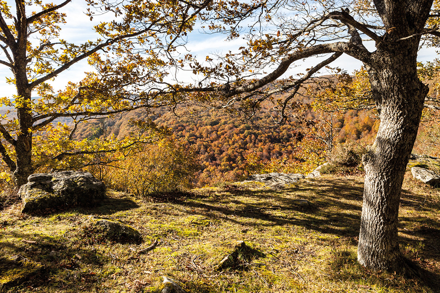 Monte Hijedo, el embrujo del bosque otoñal