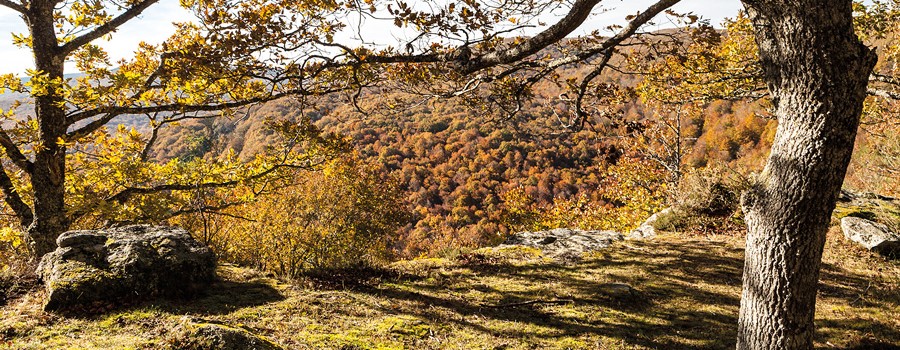 Monte Hijedo, el embrujo del bosque otoñal