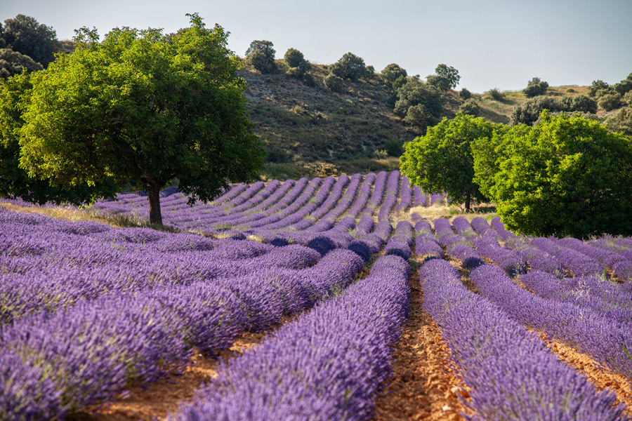 Campos de lavanda en Caleruega