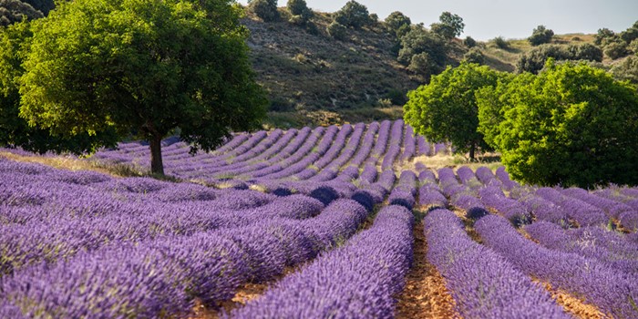 Campos de lavanda en Caleruega