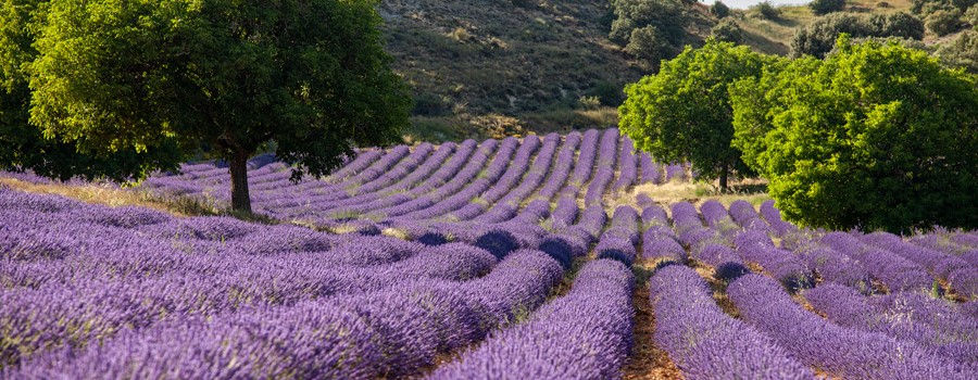 Campos de lavanda en Caleruega