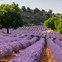 Campos de lavanda en Caleruega