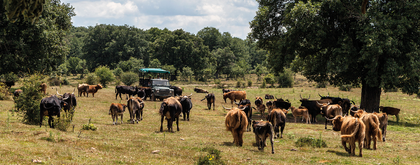 Paleolítico Vivo, un viaje a la prehistoria
