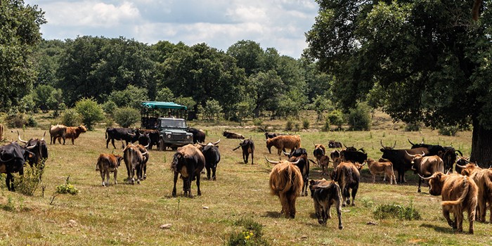 Paleolítico Vivo, un viaje a la prehistoria