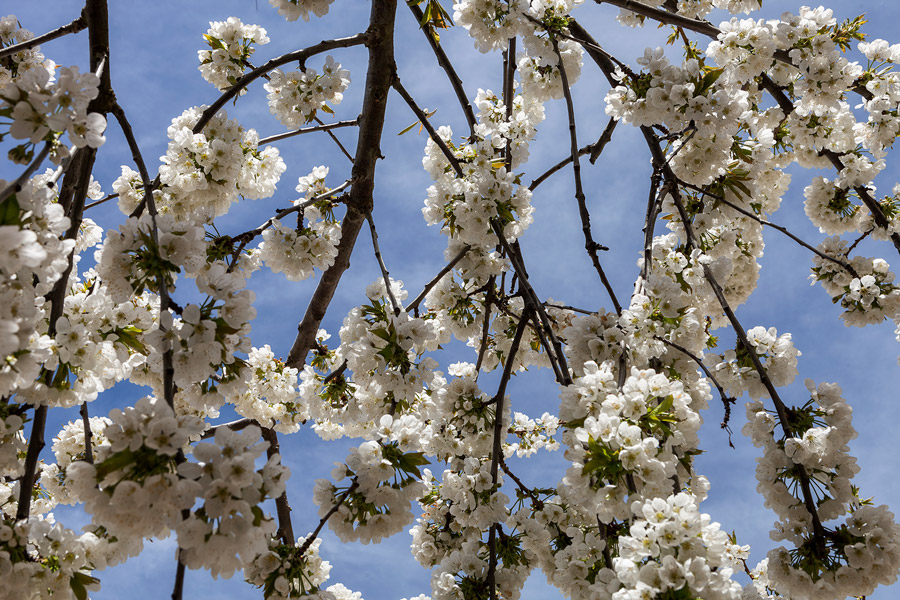 Ruta de los cerezos en flor