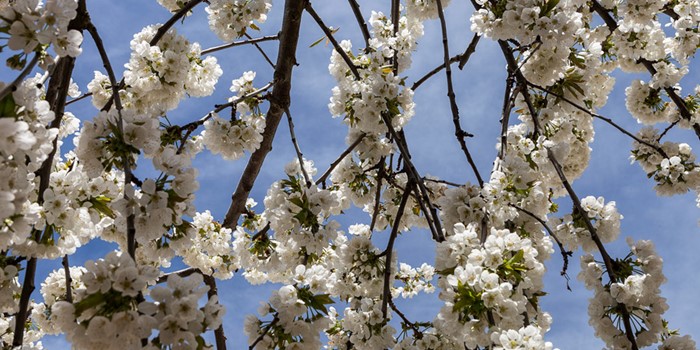 Ruta de los cerezos en flor