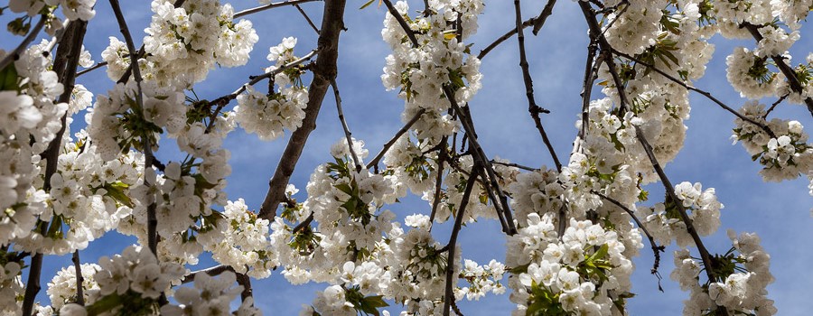 Ruta de los cerezos en flor