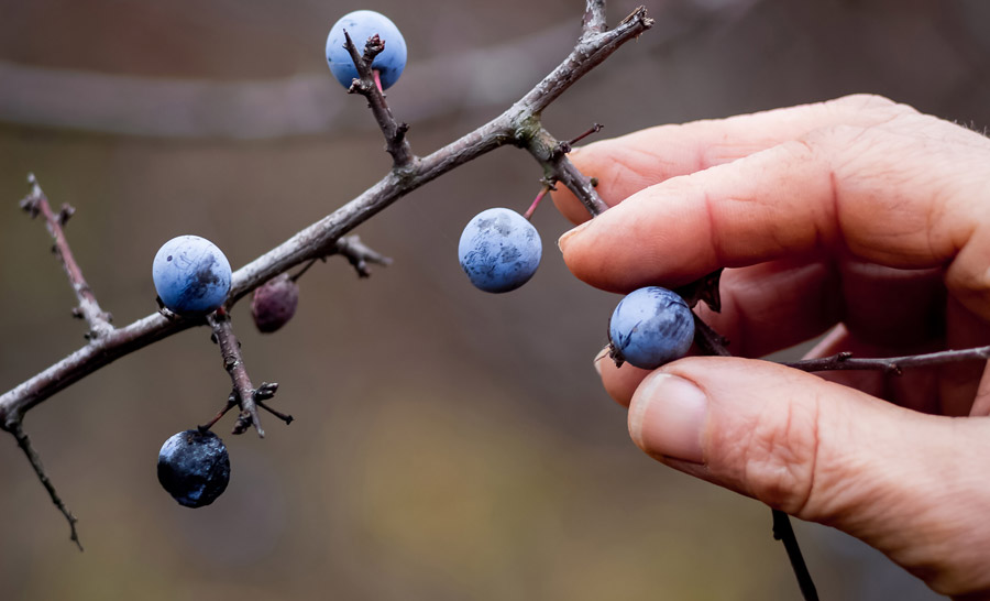 Cómo hacer pacharán casero