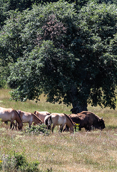 Paleolítico Vivo, un viaje a la prehistoria
