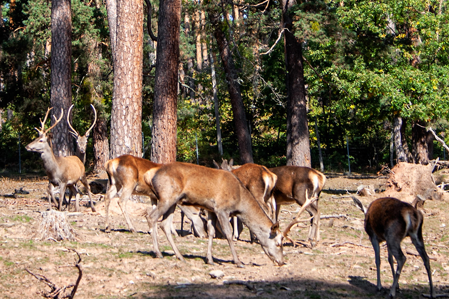 La berrea, el sonido del otoño