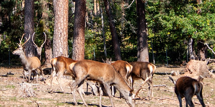 La berrea, el sonido del otoño