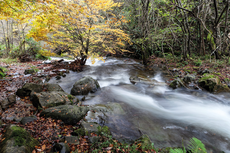 Santa Cruz, el hayedo encantado