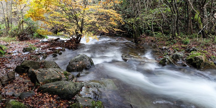 Santa Cruz, el hayedo encantado
