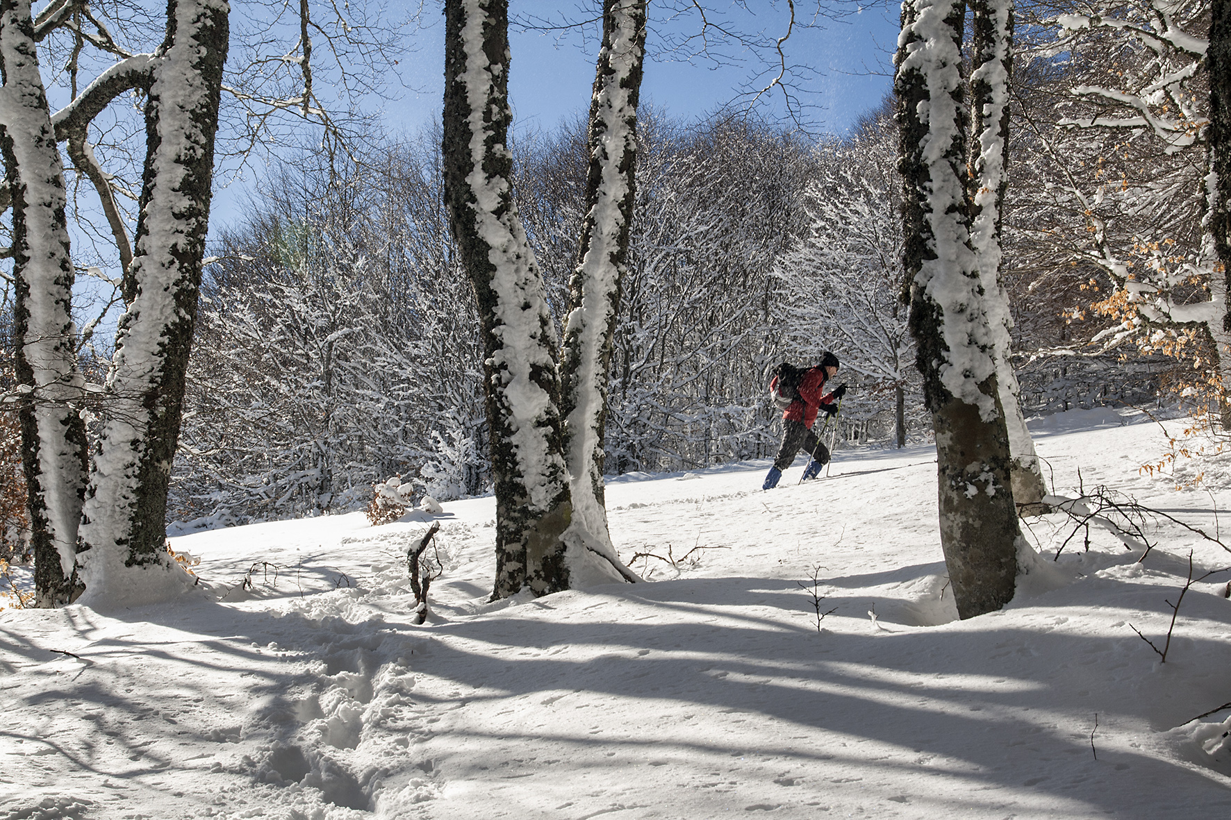 Sierra del Mencilla, la reina de los bosques