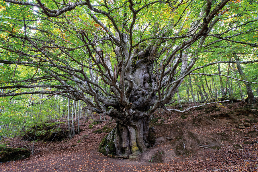 El haya centenaria de Turrientes