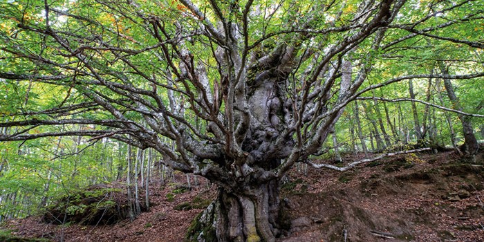 El haya centenaria de Turrientes
