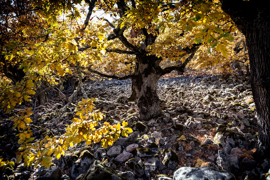 Dehesa centenaria de Monasterio de la Sierra
