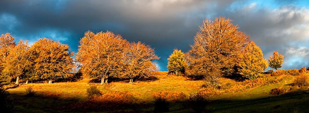La dehesa de Puras de Villafranca